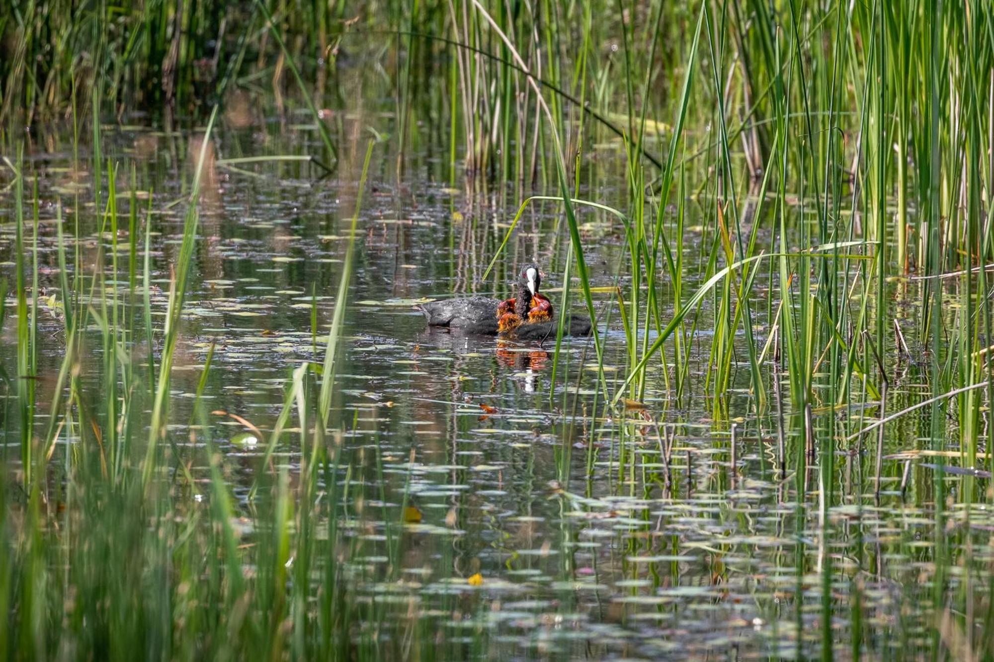 Dolphin Camping Sfântu Gheorghe Buitenkant foto